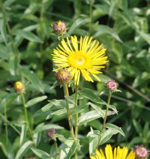 Bild von Inula salicina