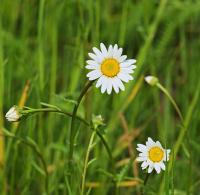 Bild von Leucanthemum ircutianum