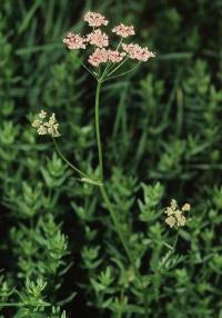 Bild von Pimpinella major