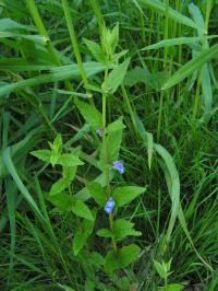 Bild von Scutellaria galericulata