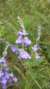 Bild von Veronica austriaca