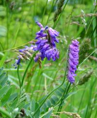 Bild von Vicia cracca agg