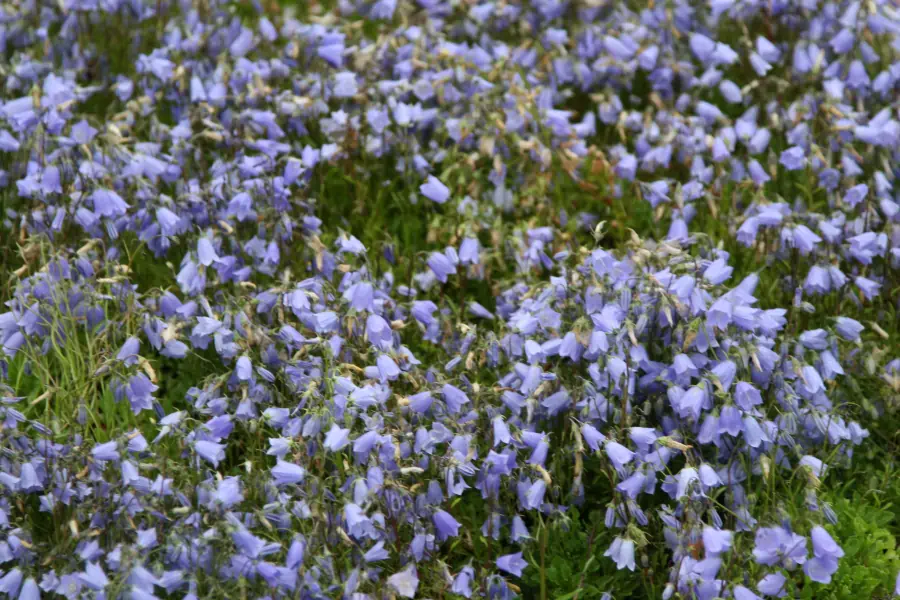 Bild von Niedliche Garten-Glockenblume