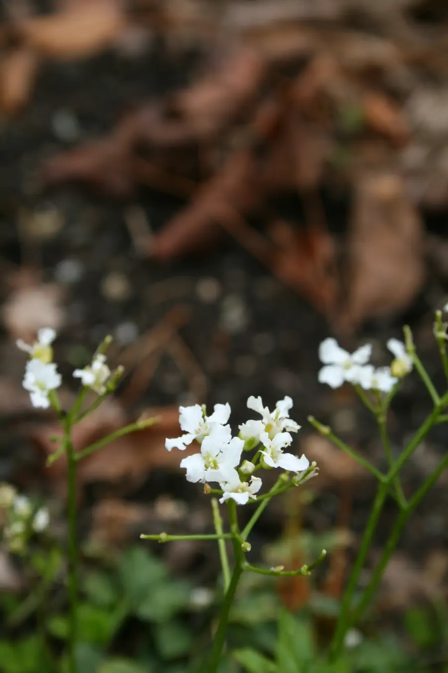 Bild von Cardamine trifoliata