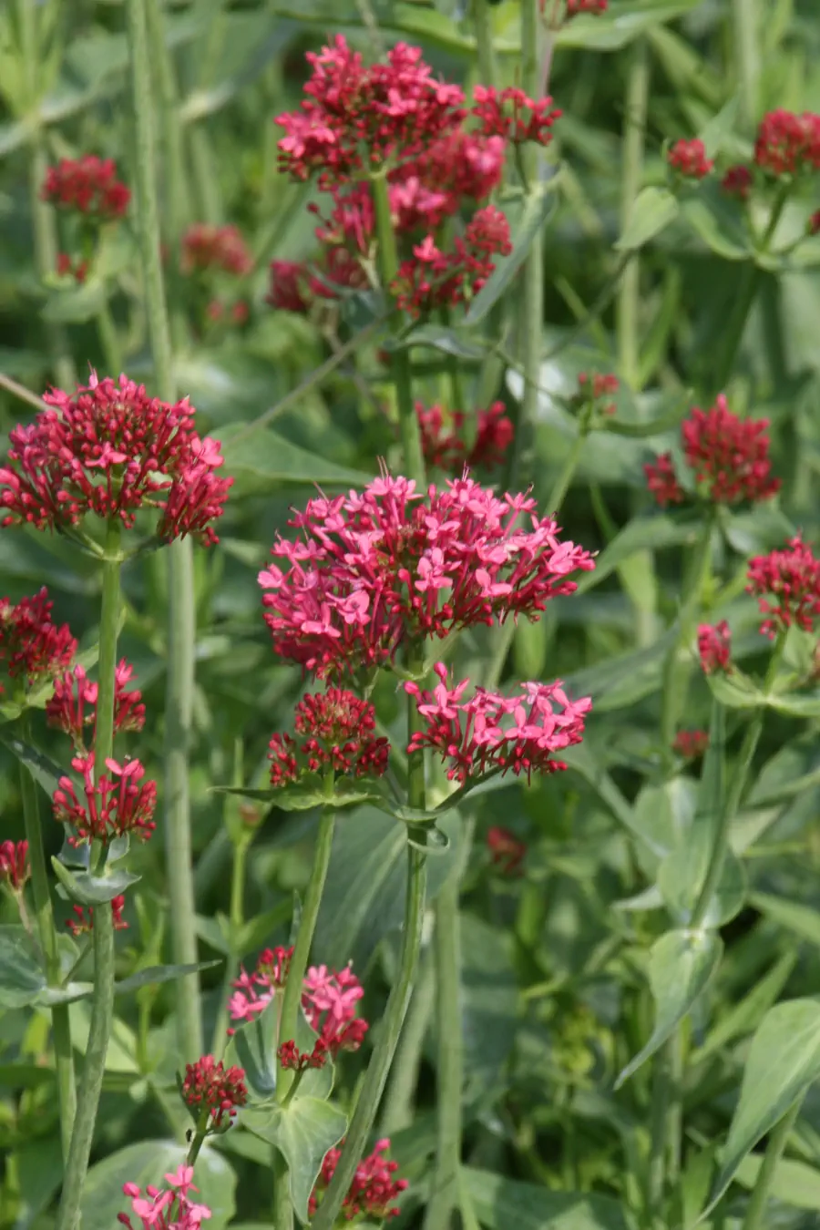 Bild von Rotblühende Garten-Spornblume