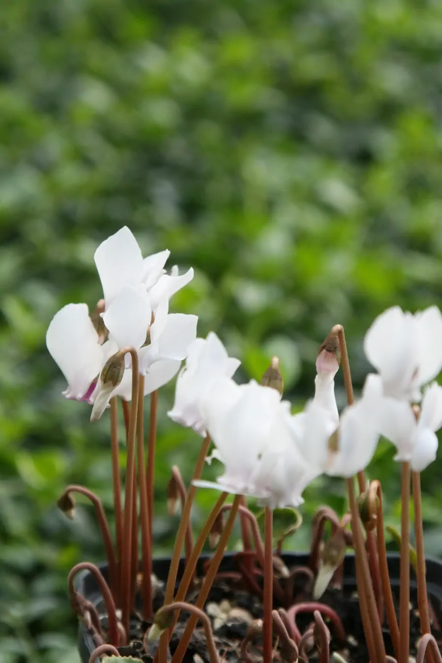 Bild von Cyclamen hederifolium(¡) 