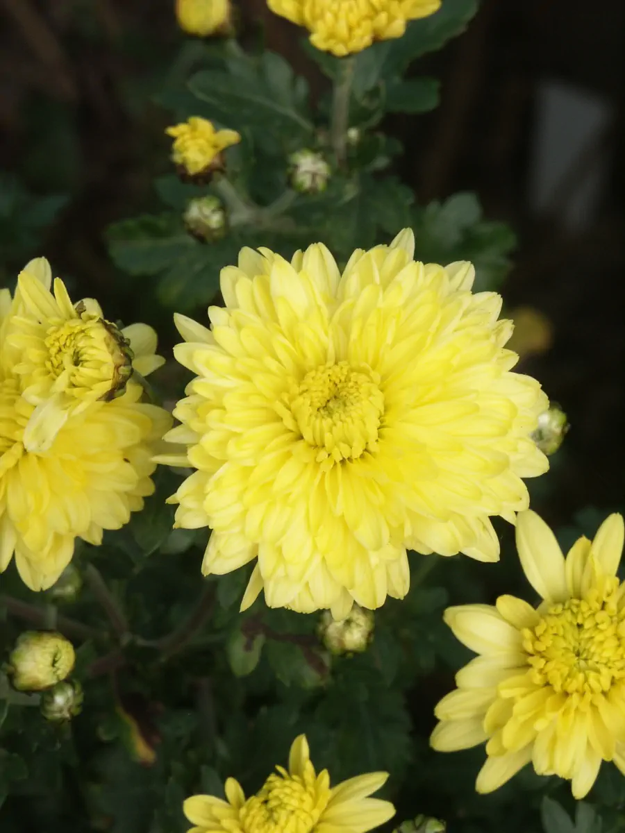 Bild von Chrysanthemum x-cult. 