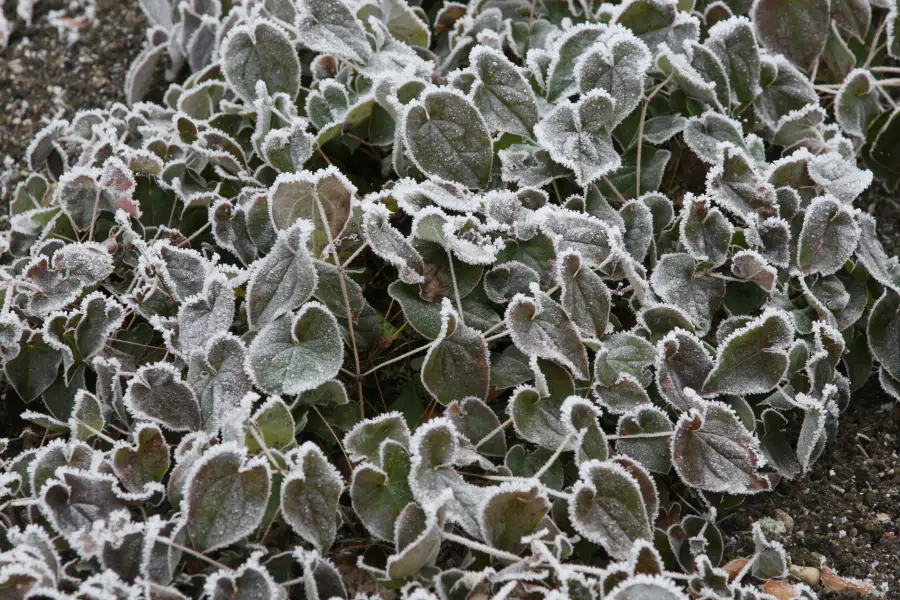 Bild von Epimedium pinnatum ssp.colchicum***