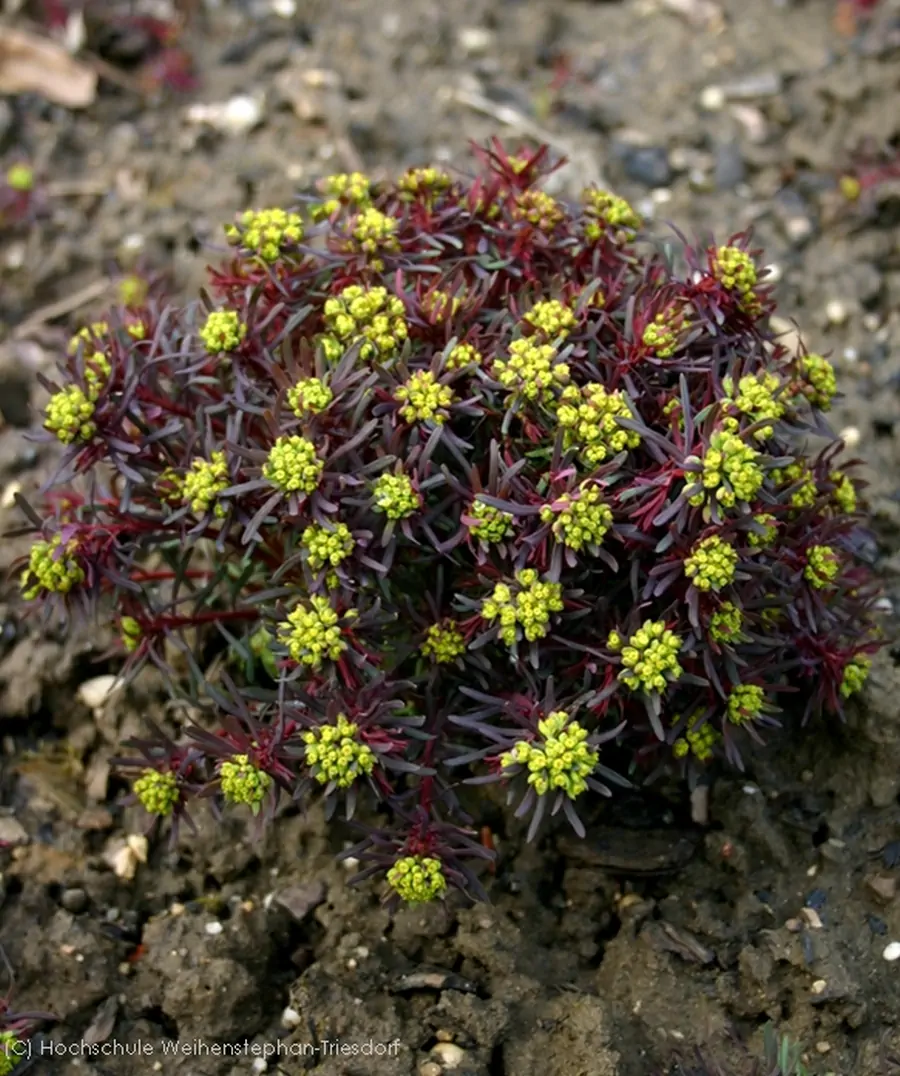 Bild von Euphorbia cyparissias(¡) 