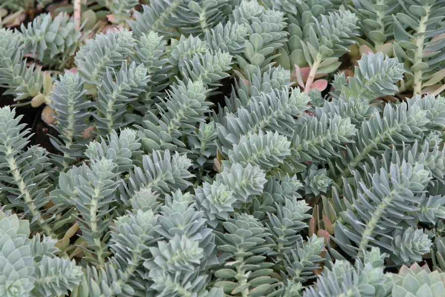 Bild von Euphorbia myrsinites ¡(¡)