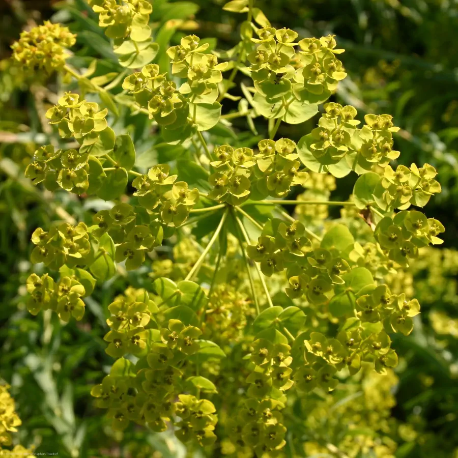 Bild von Euphorbia seguieriana ssp. niciciana**¡(¡)