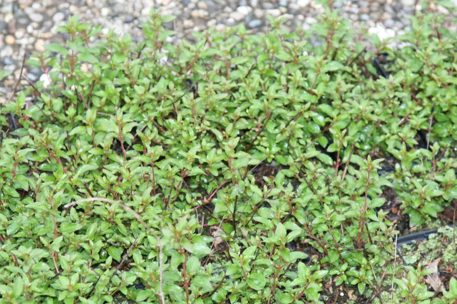 Bild von Fuchsia magellanica 