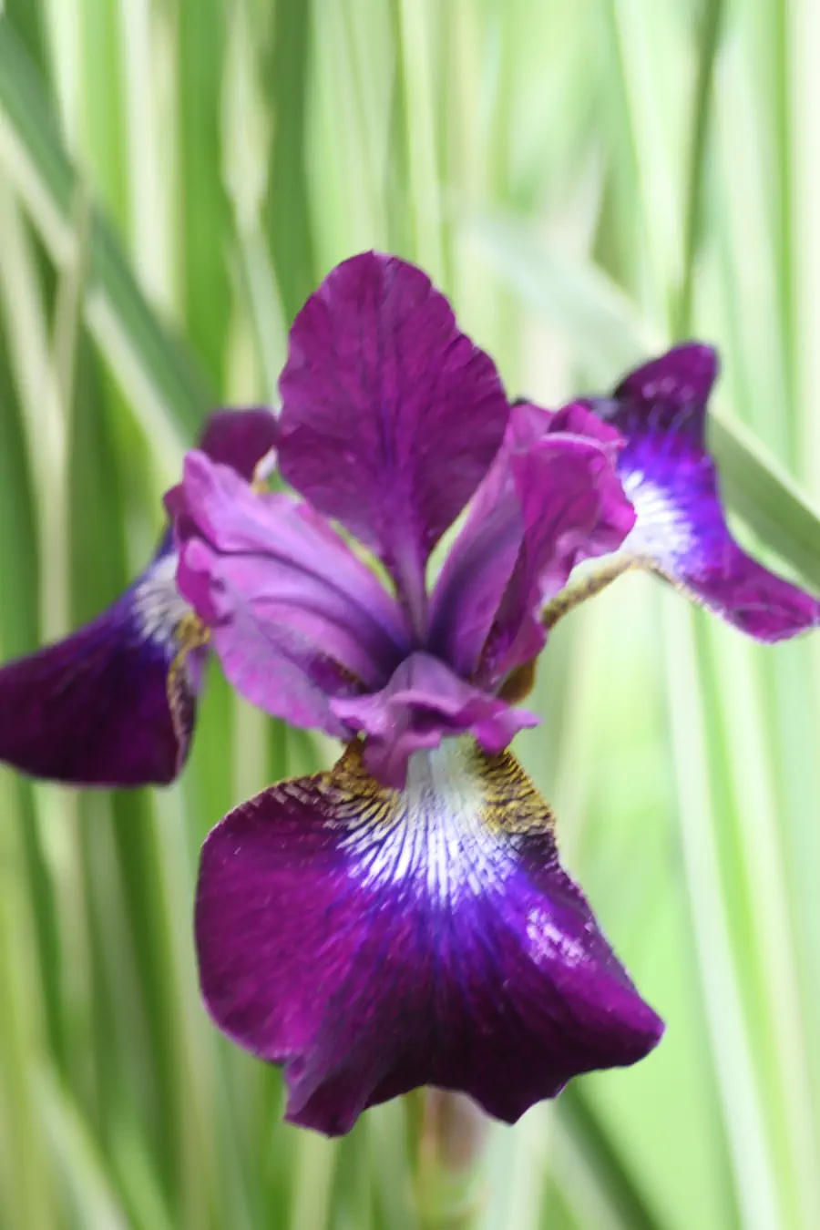 Bild von Iris sibirica 
