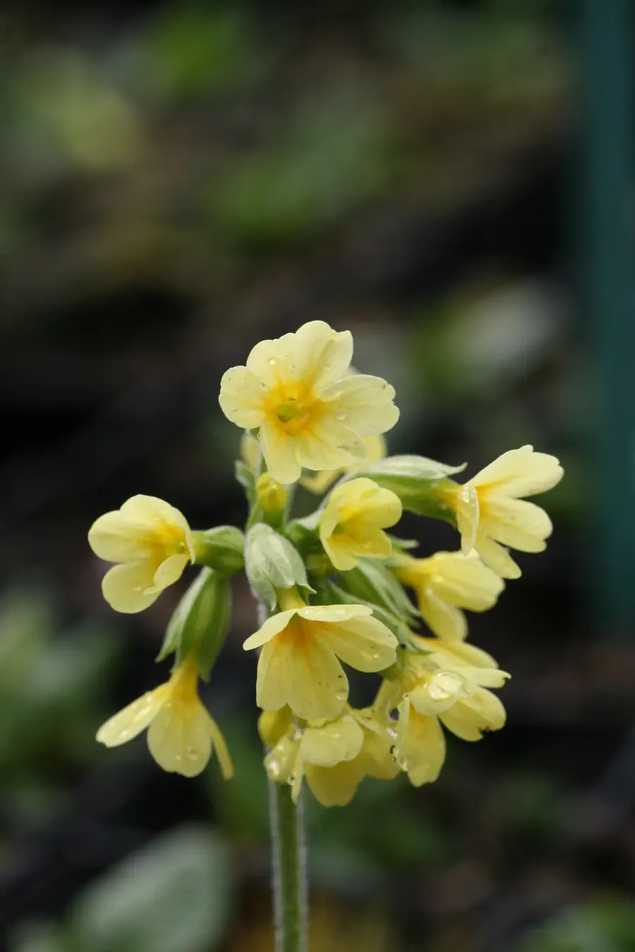 Bild von Primula vulgaris (Wildf)