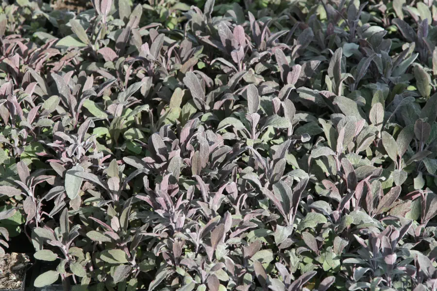 Bild von Salvia officinalis 