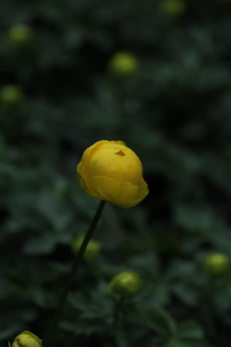 Bild von Garten-Trollblume