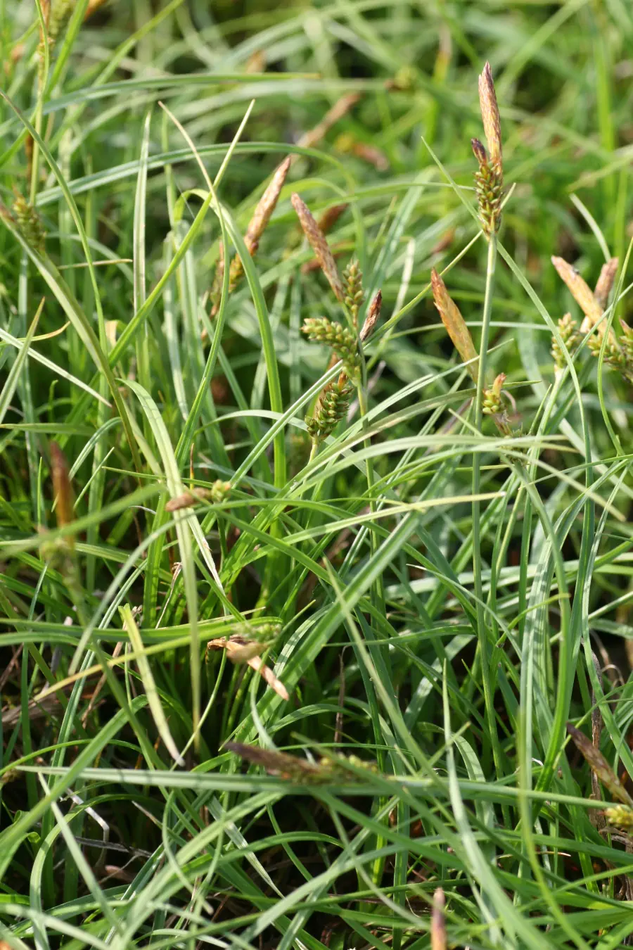 Bild von Carex caryophyllea 