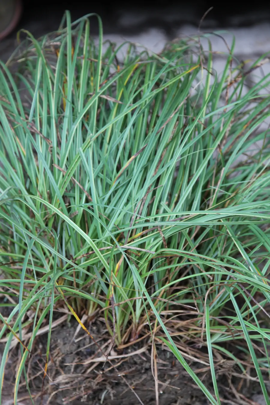 Bild von Carex flacca 
