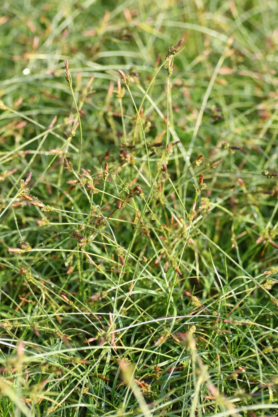 Bild von Carex montana