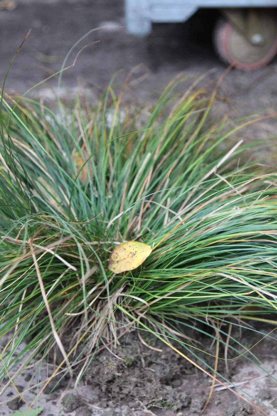Bild von Carex morrowii var.temnolepis