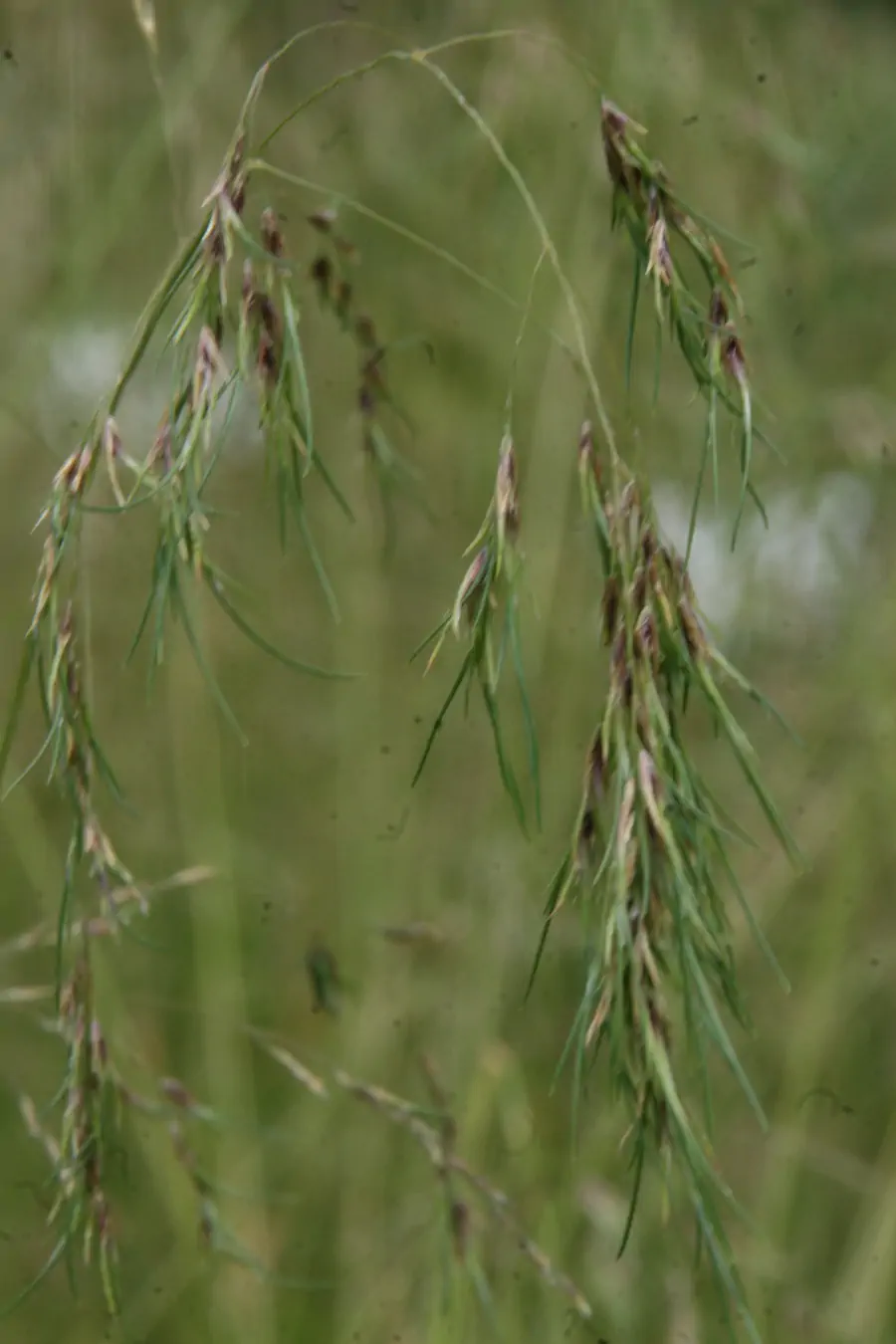 Bild von Deschampsia viviparia