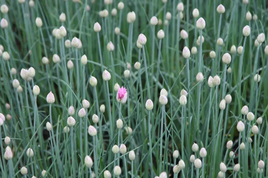 Bild von Allium schoenoprasum 