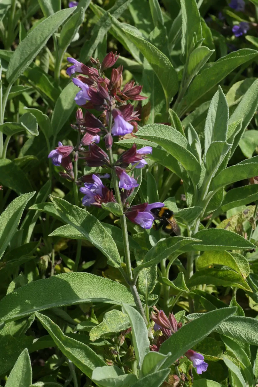 Bild von Salvia officinalis