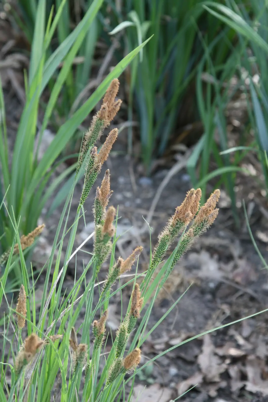 Bild von Carex elata