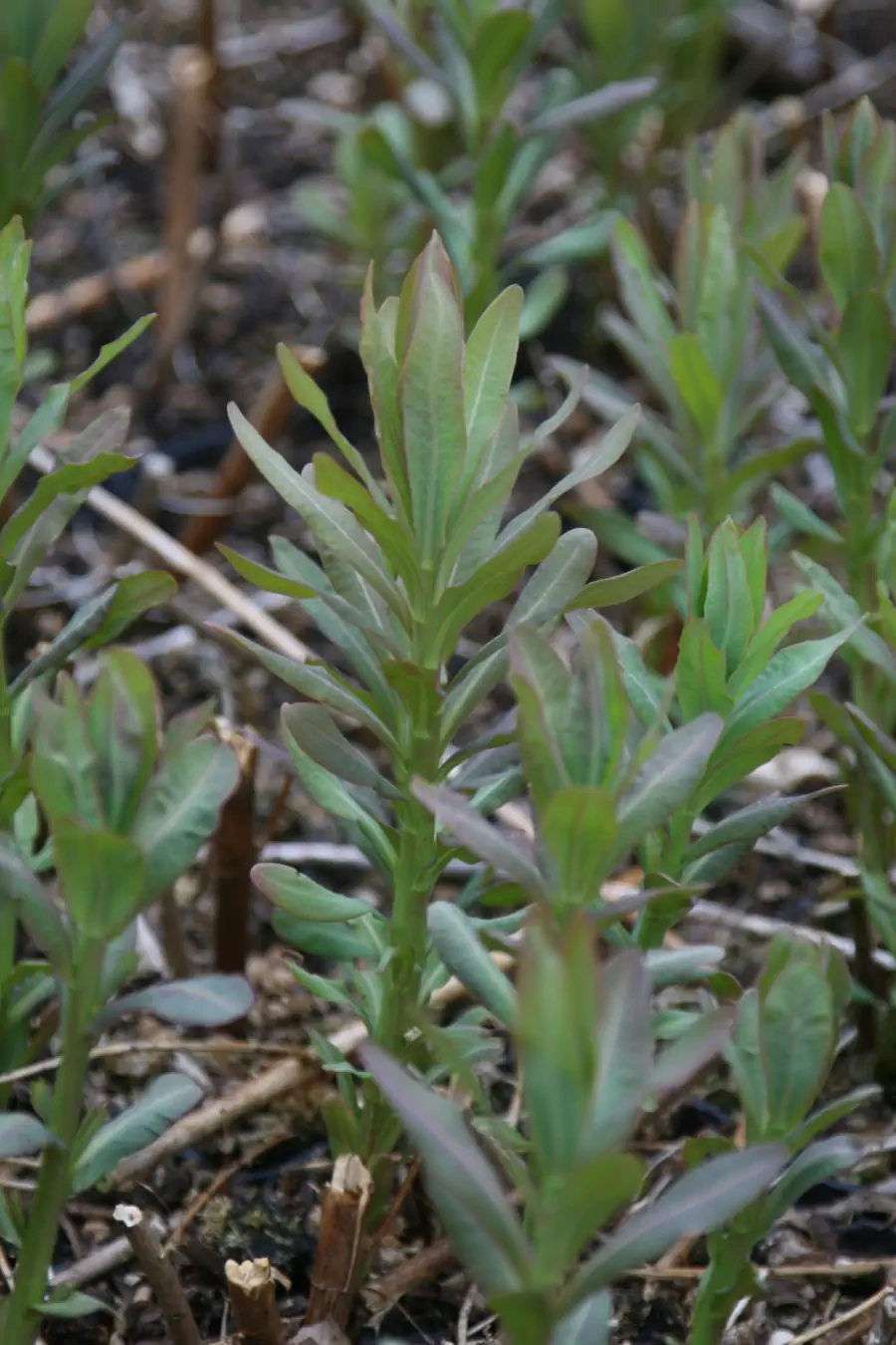 Bild von Euphorbia palustris(¡) 