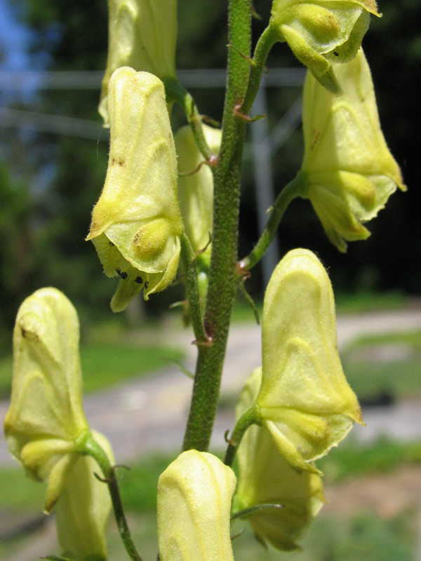 Bild von Aconitum vulparia