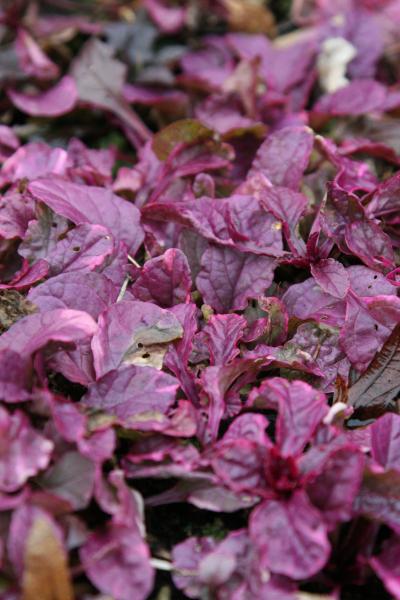 Bild von Ajuga reptans 