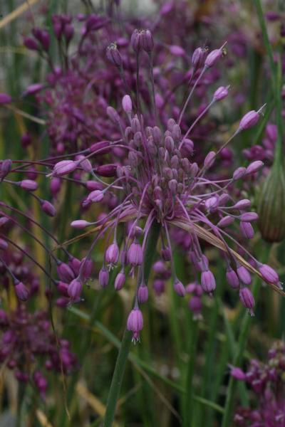 Bild von Allium carinatum pulchellum