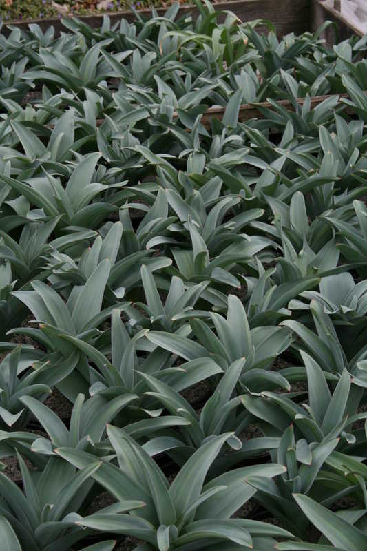 Bild von Allium giganteum