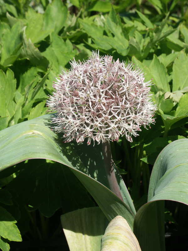 Bild von Allium karataviense