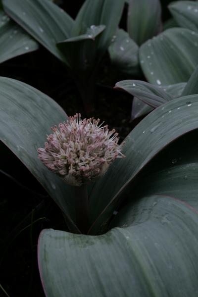 Bild von Allium karataviense