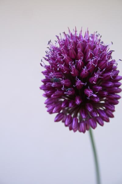 Bild von Allium sphaerocephalon