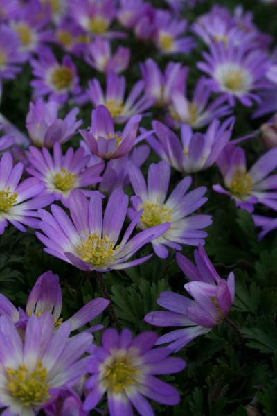 Bild von Anemone blanda rosa