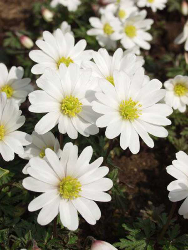 Bild von Anemone blanda 