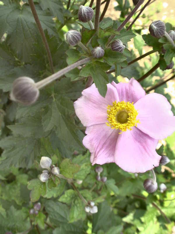 Bild von Garten-Herbst-Anemone