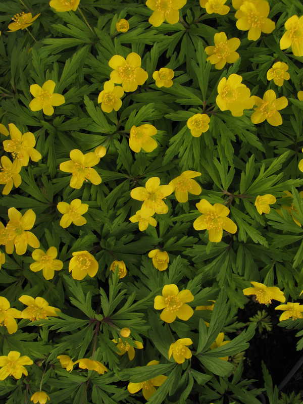 Bild von Anemone ranunculoides