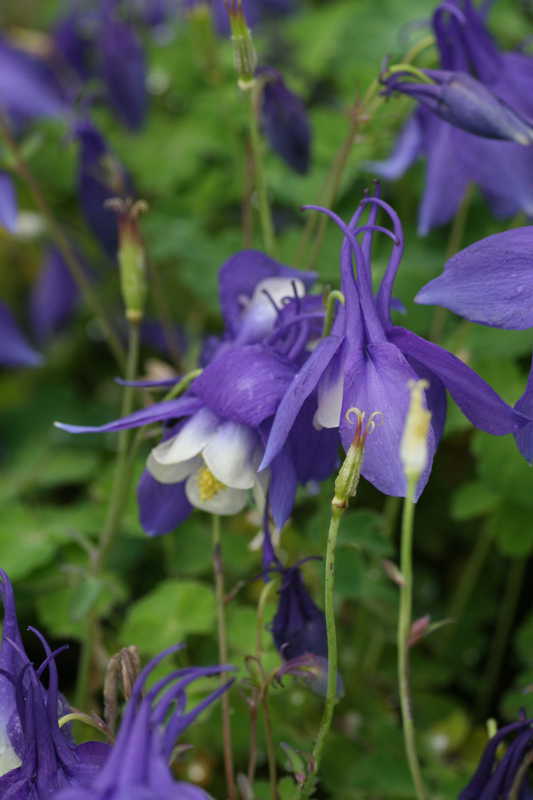 Bild von Garten-Fächer-Akelei