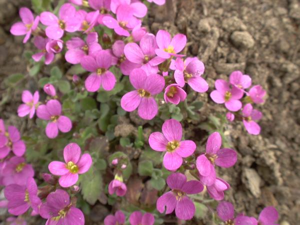 Bild von Arabis x-arendsii 