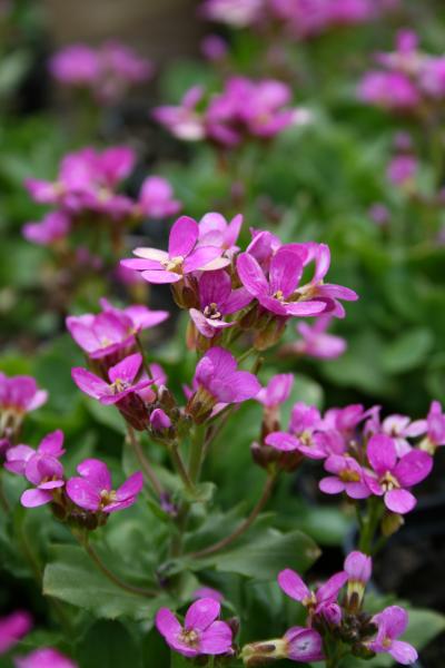 Bild von Arabis x-arendsii 