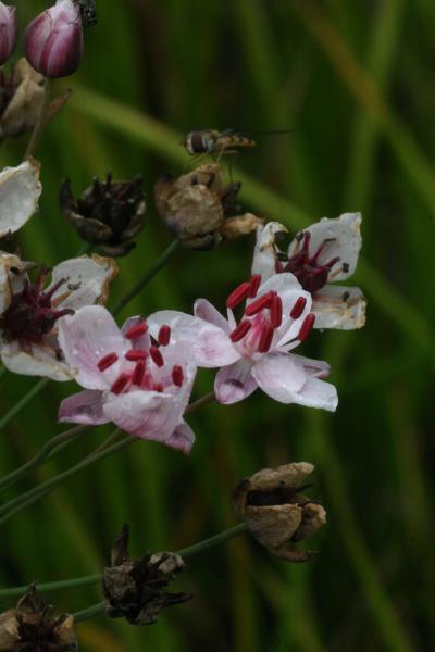 Bild von Butomus umbellatus