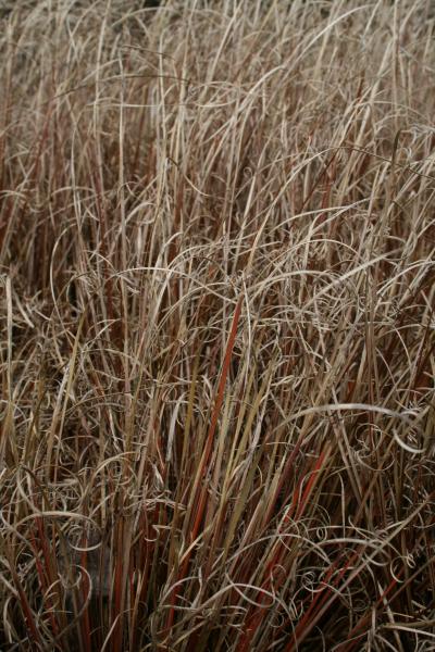 Bild von Carex buchananii
