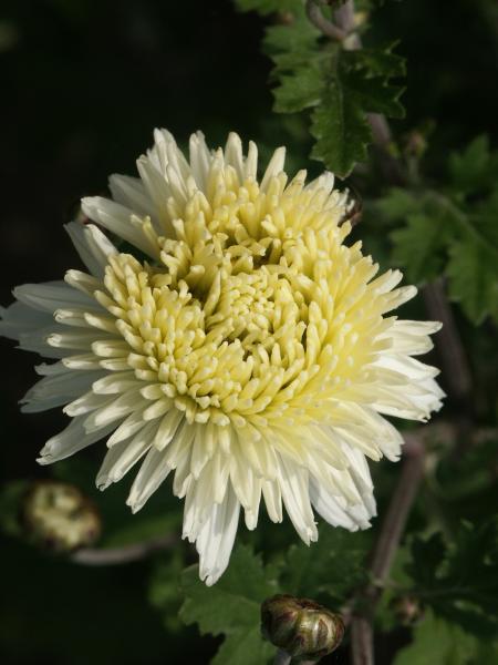 Bild von Chrysanthemum x-cult. 