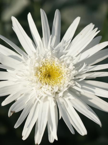 Bild von Leucanthemum superbum 