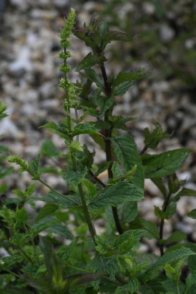 Bild von Mentha spic.var.crispa 
