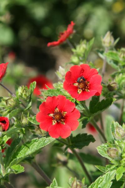 Potentilla atrosanguinea 'Gibson Scarlet'