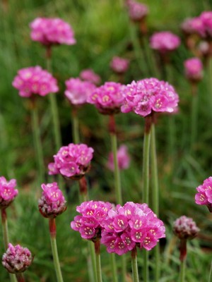 Bild von Armeria maritima Düsseldorfer Stolz